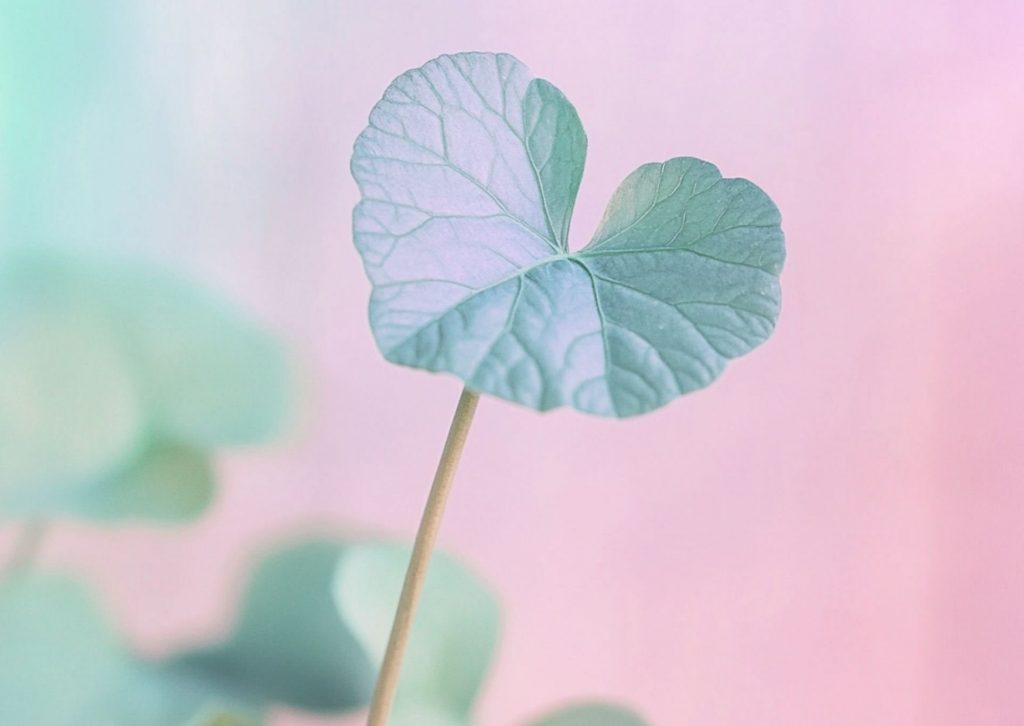 Centella Asiatica-k-beauty