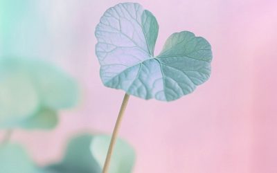 La Centella Asiatica (Cica) en K-Beauty : Apaisant et Réparateur