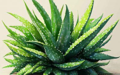 L’Aloe Vera en K-Beauty
