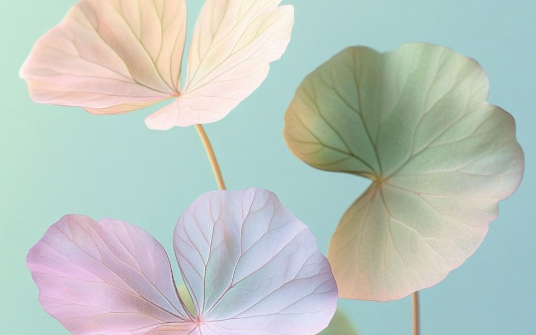 Le “cica” dans la K-Beauty : l’ingrédient apaisant du moment