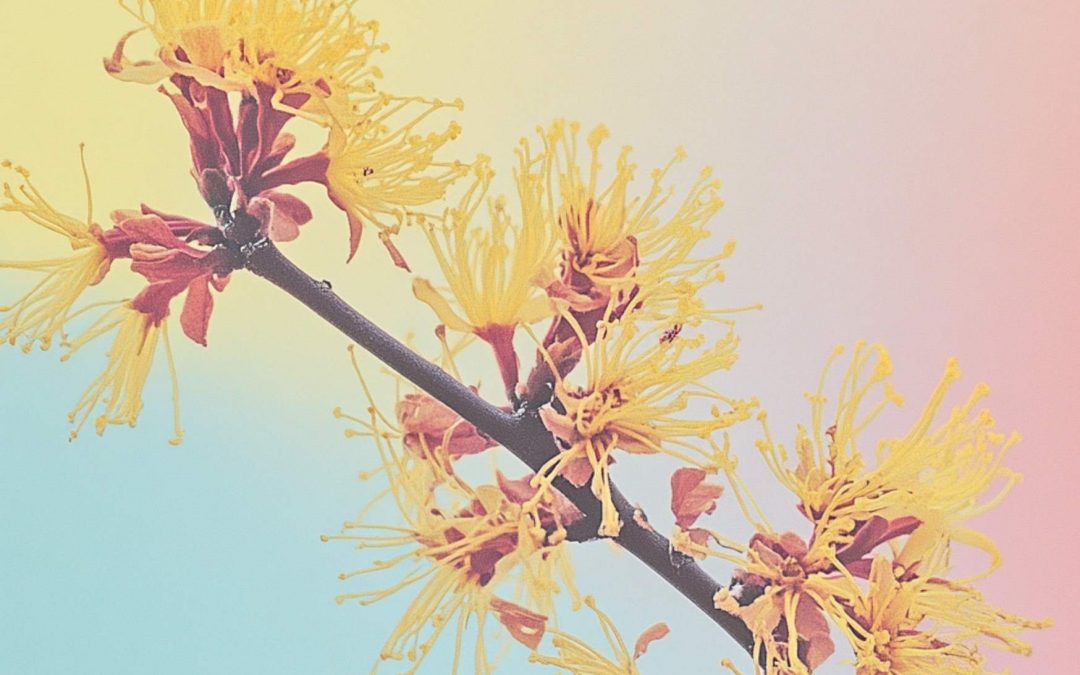 Pourquoi les ingrédients comme l’hamamélis sont populaires dans la K-Beauty ?