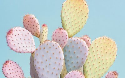 Huile de figue de Barbarie en K-Beauty : Un élixir précieux pour la peau